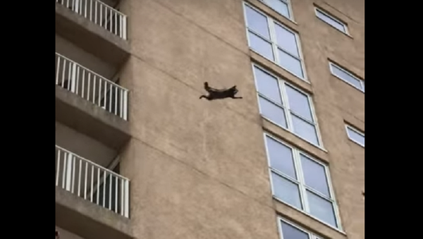 'Mais duro na história': guaxinim 'ninja' salta de 9º andar e sobrevive - Sputnik Brasil