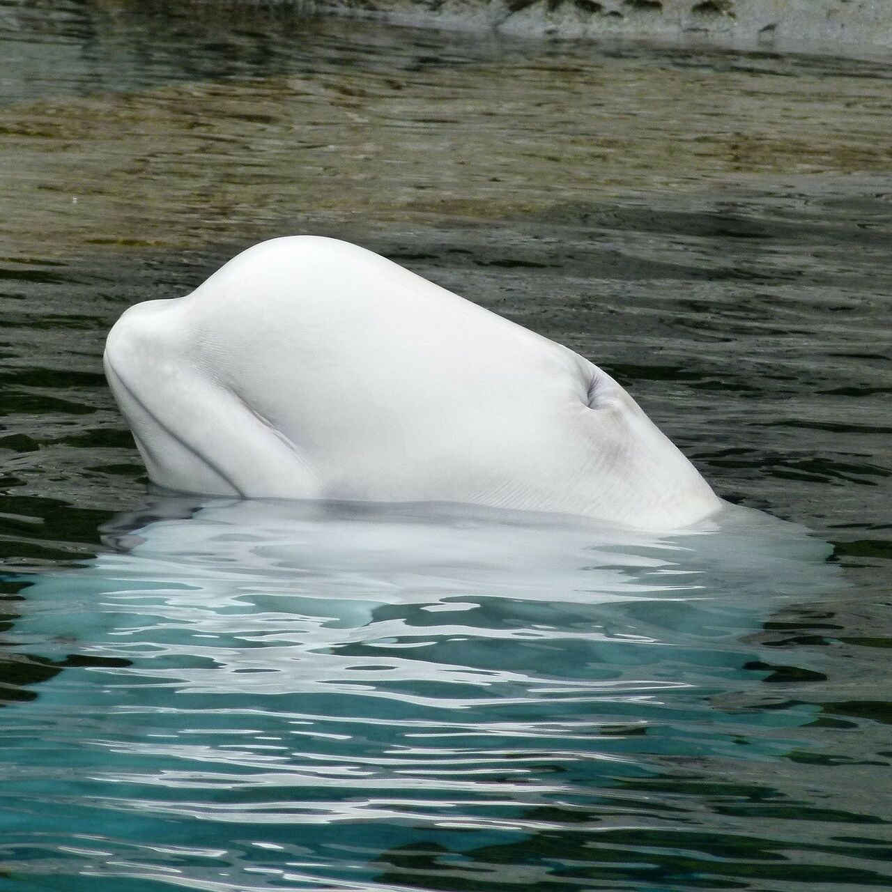Visão  Baleia-branca encontrada na Noruega pode ser uma