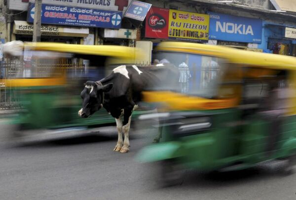 Vaca em Bangalore - Sputnik Brasil