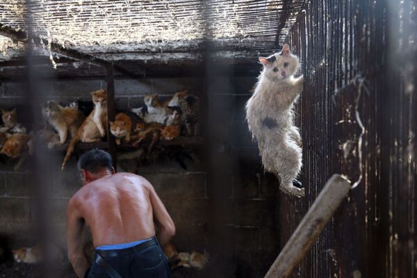 Gato tentando escapar de frigorífico na China - Sputnik Brasil