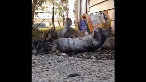 Pato se diverte no meio dos seus amigos felinos - Sputnik Brasil