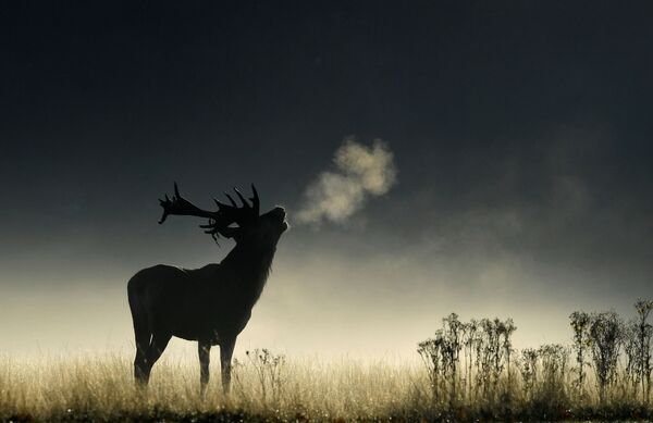 Um cervo bramindo ao amanhecer durante a época de cio em Richmond Park, Londres, Reino Unido. - Sputnik Brasil