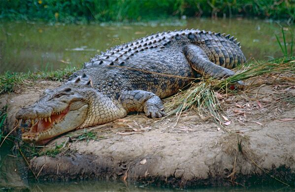Crocodilo-de-água-salgada na ilha de Ramree, Myanmar - Sputnik Brasil