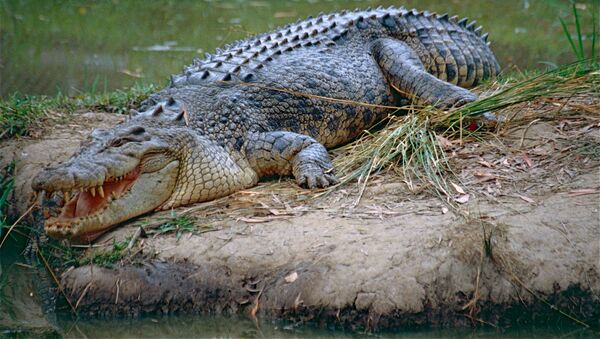 Crocodilo-de-água-salgada na ilha de Ramree, Myanmar (imagem referencial) - Sputnik Brasil