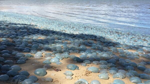 Praias no estado de Queensland, Austrália. As praias aqui estão cheias de cobras e águas-vivas, que fazem o litoral parecer um tapete de bolhas - Sputnik Brasil