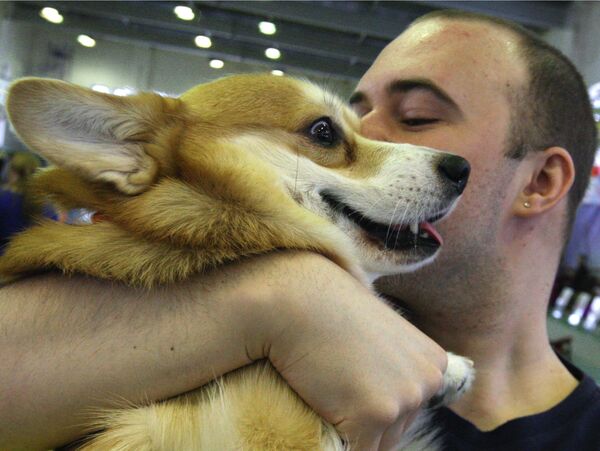 Cachorro levando um beijo na bochecha em uma exposição de cães na cidade russa de Vladivostok. - Sputnik Brasil