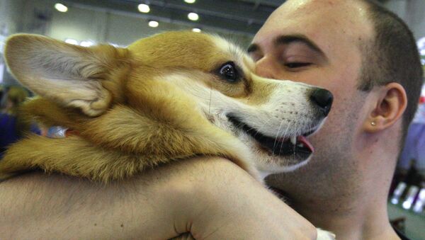 Cachorro levando um beijo na bochecha em uma exposição de cães na cidade russa de Vladivostok. - Sputnik Brasil