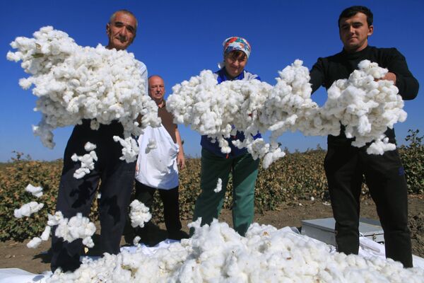 Safra de algodão, a primeira nos últimos 50 anos, é feita na região russa de Stavropol - Sputnik Brasil