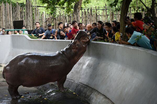 Visitantes dão comida ao hipopótamo-do-nilo em um jardim zoológico em Bangkok, na Tailândia - Sputnik Brasil
