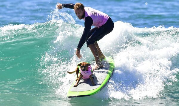 Participantes da competição anual de cachorros surfistas na Califórnia - Sputnik Brasil