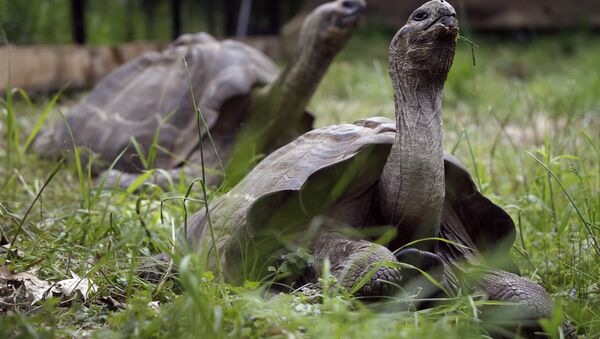 Tartarugas-gigante-das-galápagos passeiam pelo cativeiro do zoológico de Pittsburgh, EUA, em 22 de maio de 2014 - Sputnik Brasil