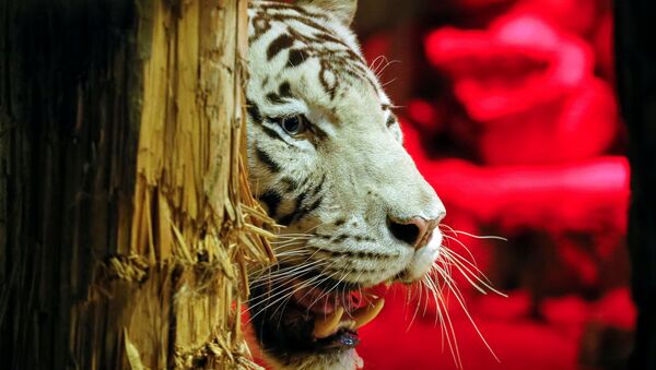 Um tigre (foto referencial) - Sputnik Brasil