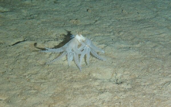 Coral mole Anthomastus robustus a uma profundidade de 3.931 metros - Sputnik Brasil