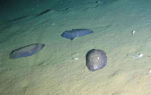 Synallactidae e Enteropneusta a uma profundidade de 1.960 metros - Sputnik Brasil