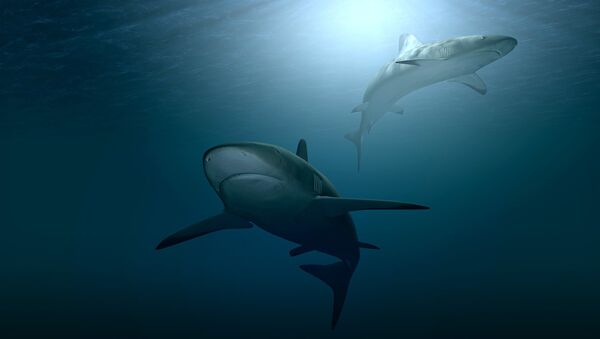 Dois tubarões (imagem referencial) - Sputnik Brasil
