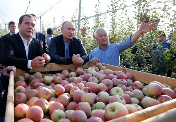 Presidente russo Vladimir Putin e premiê Dmitry Medvedev inspecionam granja produtora de frutas na região de Stavropol - Sputnik Brasil