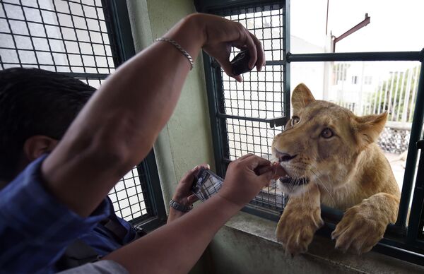 Amigo do dono de três leões, Omar Rodriguez, brinca com um dos felinos, na Cidade do México - Sputnik Brasil