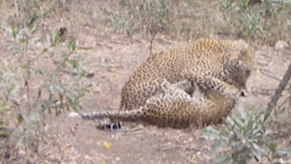 Leopardo sufoca outro até a morte em combate violento - Sputnik Brasil