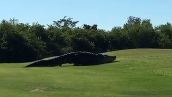 Crocodilo de 4,5 metros interrompe golfistas para dar uma descansada - Sputnik Brasil