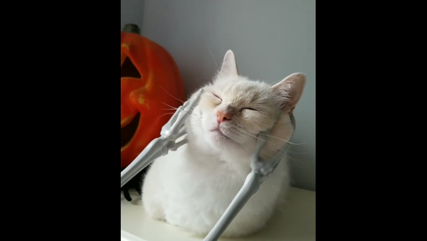 Gato recebendo massagem de esqueleto - Sputnik Brasil