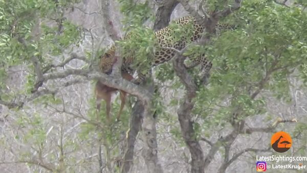 Leopardo com uma presa sobre a árvore - Sputnik Brasil