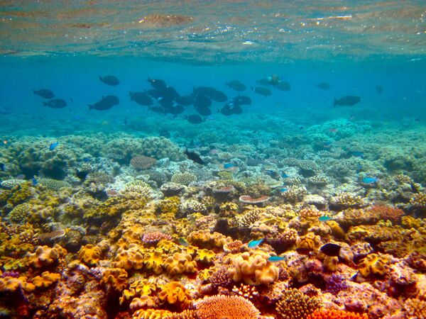 Grande Barreira de Coral na Austrália. Ao longo dos últimos 25 anos, a acidificação oceânica e subida da temperatura mataram cerca de 93% dos corais - Sputnik Brasil