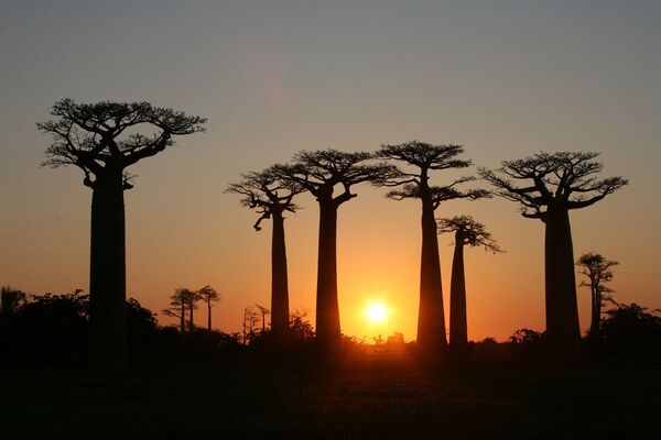 Avenida dos Baobás em Madagascar. A flora e fauna da ilha estão ameaçadas por incêndios frequentes, caçadores ilegais e desflorestamento - Sputnik Brasil