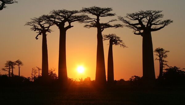 Avenida dos Baobás em Madagascar. A flora e fauna da ilha estão ameaçadas por incêndios frequentes, caçadores ilegais e desflorestamento - Sputnik Brasil