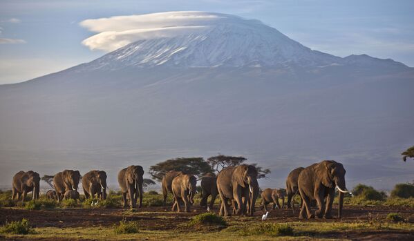 Manada de elefantes com a montanha do Kilimanjaro ao fundo, Quênia. A montanha mais alta da África está rapidamente perdendo sua capa de neve. O desflorestamento levou à redução de vapor d’água e, por conseguinte, à diminuição de nevadas sobre o cume - Sputnik Brasil