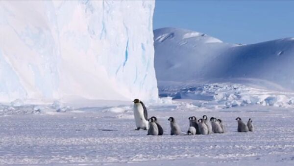Filhotes de pinguins seguem ave adulta durante passeio na Antártica - Sputnik Brasil