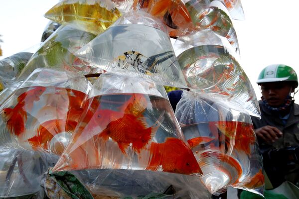 Peixes ornamentais sendo vendidos em sacos de plástico na rua do Vietnã, 30 de outubro de 2018 - Sputnik Brasil