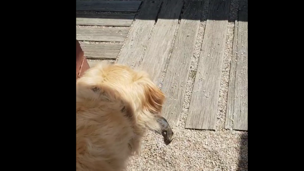 Cachorro tenta brincar com lagarto no quintal - Sputnik Brasil