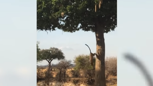 Leopardo salta em cima de antílope da árvore - Sputnik Brasil