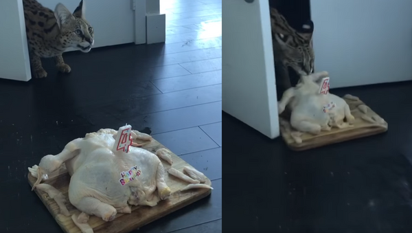 Gato comemora aniversário com bolo de galinha crua - Sputnik Brasil
