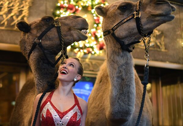 Uma participante da turma de danças Radio City Rockette posa perto de camelo antes do início de um show natalino, em Nova York - Sputnik Brasil