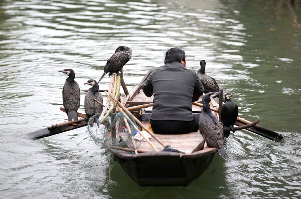Pescador em um barco junto com aves treinadas para caçar peixe, na China - Sputnik Brasil