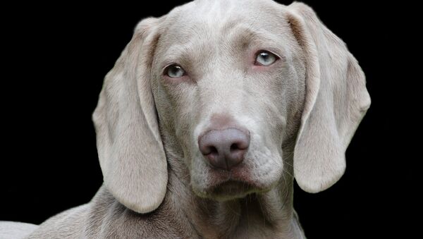 Um cachorro (imagem ilustrativa) - Sputnik Brasil