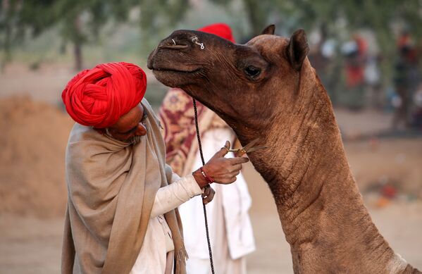 Pastor corta pêlo do seu camelo durante uma feira na Índia - Sputnik Brasil