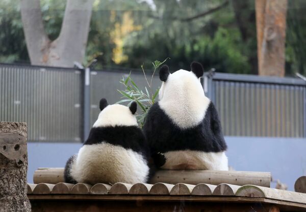 Filhote de panda com sua mãe em um zoológico japonês, em Tóquio - Sputnik Brasil
