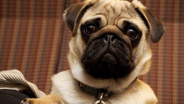 Cachorro da raça pug (imagem ilustrativa) - Sputnik Brasil