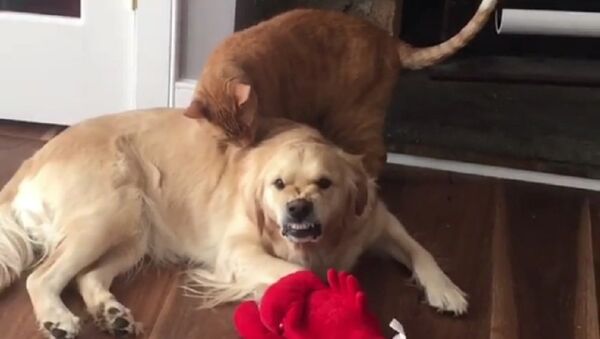 Cachorro fica bolado com carinhos de gato - Sputnik Brasil