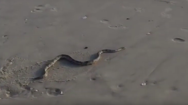 Cobra em uma praia na Austrália - Sputnik Brasil