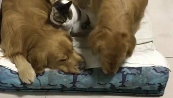 Cachorros oferecem sua cama para gato dormir - Sputnik Brasil