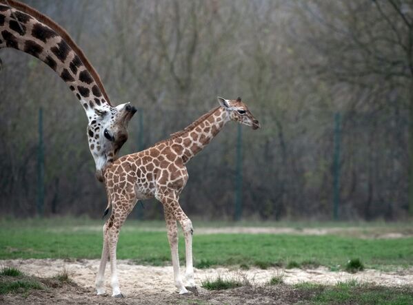 Girafa recém-nascida junto com sua mãe em um zoológico de Berlim - Sputnik Brasil