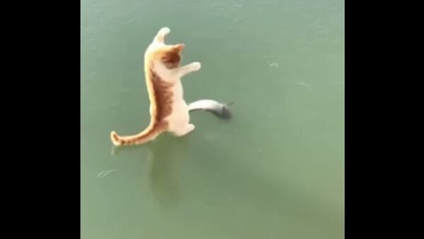 Que tal um sacolé? Gato desesperado tenta pegar peixe preso no gelo - Sputnik Brasil