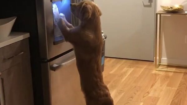 Cachorro interage com geladeira em busca de comida - Sputnik Brasil