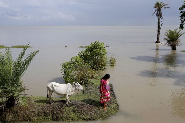 Mulher prende sua vaca em um lugar mais alto durante a maré alta na ilha. - Sputnik Brasil