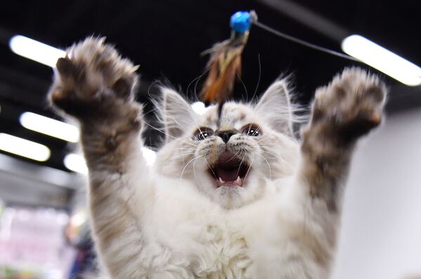 Filhote de gato durante feira de animais em um centro de exposição em Moscou, Rússia - Sputnik Brasil