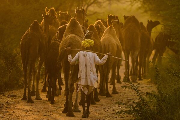 Pastor de camelo leva seu rebanho na feira de camelos em Pushkar, Índia - Sputnik Brasil