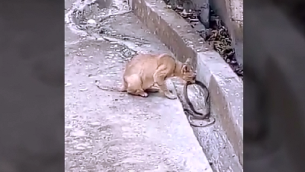 Entre patadas e mordidas: gato brincalhão testa paciência da cobra - Sputnik Brasil
